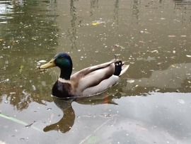 oneplus 6 camera samples