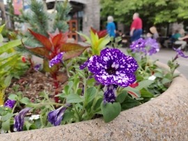 oneplus 6 camera samples